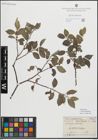 Foto von Salix myrsinifolia Salisb.